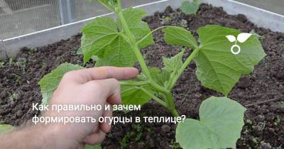 Как правильно и зачем формировать огурцы в теплице? - botanichka.ru