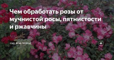 Чем обработать розы от мучнистой росы, пятнистости и ржавчины - zen.yandex.ru