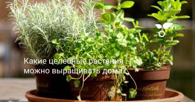 Какие целебные растения можно выращивать дома? - botanichka.ru - Юар