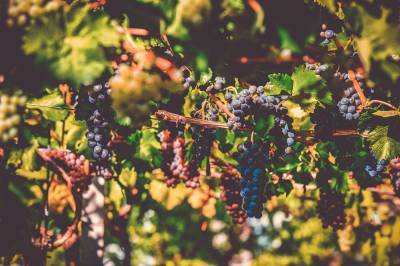 Какие растения можно смело высаживать рядом с виноградом: названы лучшие варианты - belnovosti.by
