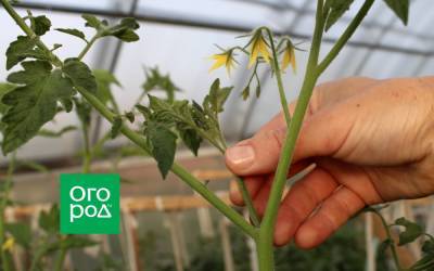 Сколько пасынков можно оставить на помидорах без потери урожая - ogorod.ru