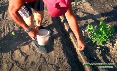 Посев моркови в июне – еще совсем не поздно… - vsaduidoma - Ленобласть обл.