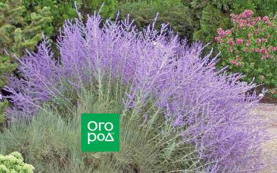 5 редких растений, которые сделают вашу клумбу неповторимой - ogorod.ru