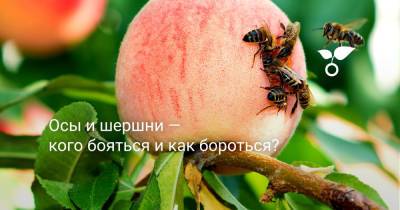 Осы и шершни — кого бояться и как бороться? - botanichka.ru