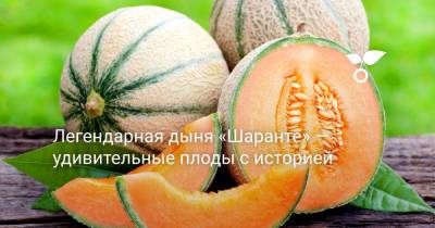 Легендарная дыня «Шаранте» — удивительные плоды с историей - botanichka.ru