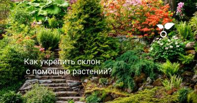 Как укрепить склон с помощью растений? - botanichka.ru