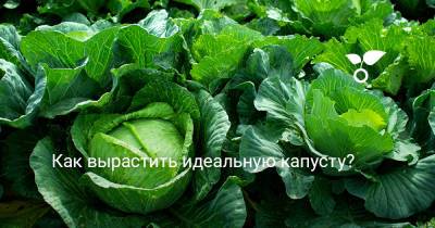 Как вырастить идеальную капусту? - botanichka.ru