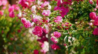Вьющиеся розы зимостойкие и пышно цветущие летом, посадка с фото и уход - supersadovnik.ru