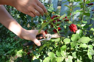 Как правильно обрезать розы в саду - ogorod.ru