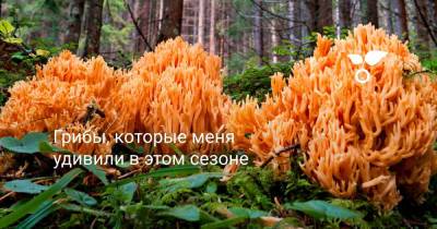 Грибы, которые меня удивили в этом сезоне - botanichka.ru