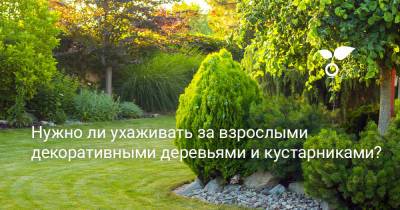 Нужно ли ухаживать за взрослыми декоративными деревьями и кустарниками? - botanichka.ru