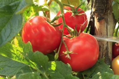 Органические удобрения для томатов - sad-dacha-ogorod.com