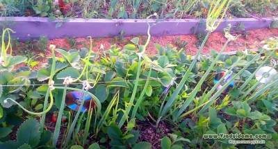 Посадка и выращивание многоярусного лука бульбочками - vsaduidoma.com