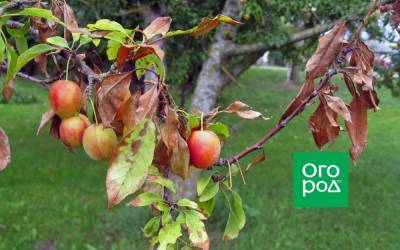 Почему летом опадают листья с плодовых деревьев - ogorod.ru