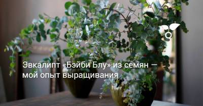 Эвкалипт «Бэйби Блу» из семян — мой опыт выращивания - botanichka.ru - Австралия