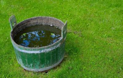 Соленая вода в огороде: зачем она нужна - belnovosti.by