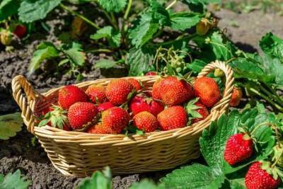 Ароматная ягода в сибирских условиях - sotki.ru