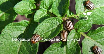 Биозащита от колорадского жука - botanichka.ru