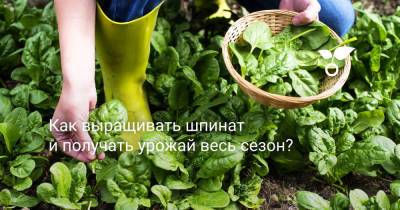 Как выращивать шпинат и получать урожай весь сезон? - botanichka.ru