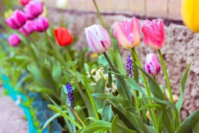 15 основных видов тюльпанов – все ли есть у вас (фото, описания, сорта) - ogorod.ru