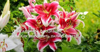 О загадочной фасциации, или Как вырастить лилию-букет? - botanichka.ru