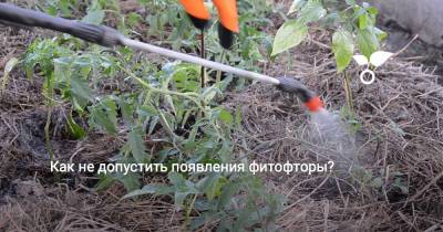 Как не допустить появления фитофторы? - botanichka.ru