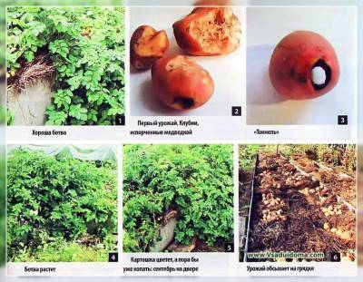 Выращивание картофеля – мои отзывы об «альтернативных способах» и экспериментах с картошкой (г.Орел) - vsaduidoma.com