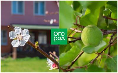 6 причин, почему абрикос весной не цветет - ogorod.ru