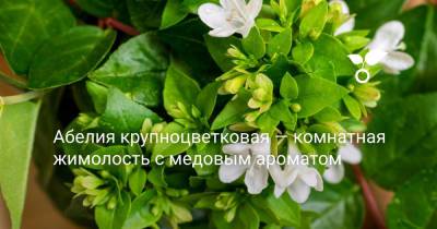 Абелия крупноцветковая — комнатная жимолость с медовым ароматом - botanichka.ru