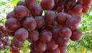 Виноград ред глоб - selomoe.ru - Китай - Сша - г. Виноград - Чили - штат Калифорния