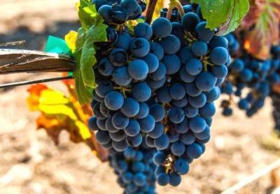 Мальбек сорт винограда - selomoe.ru - Франция - г. Виноград - Аргентина - Чили
