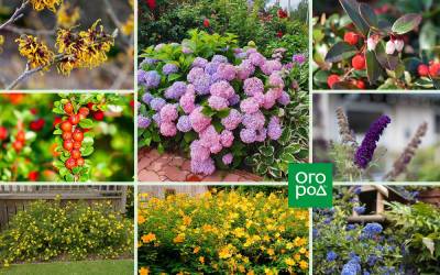 20 необычных кустарников для вашего сада. Часть 1 - ogorod.ru