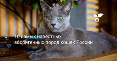 10 самых известных аборигенных пород кошек России - botanichka.ru - Россия