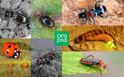 7 жуков, которых должен беречь каждый дачник - ogorod.ru