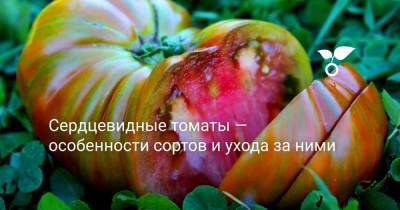 Сердцевидные томаты — особенности сортов и ухода за ними - botanichka.ru