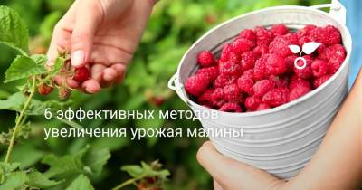 6 эффективных методов увеличения урожая малины - botanichka.ru