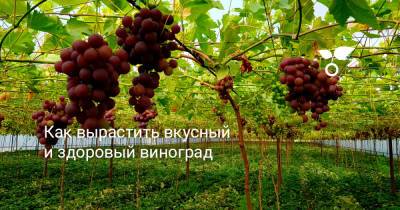 Как вырастить вкусный и здоровый виноград - botanichka.ru - г. Виноград