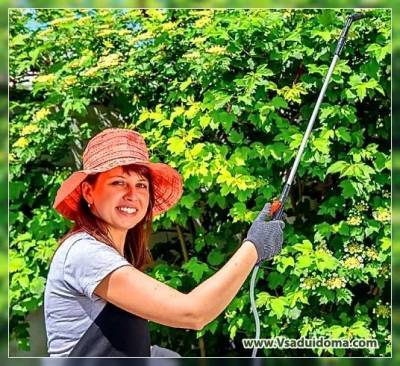 Валерий Матвеев - Плодовый сад в июле: как повысить шансы на урожай – правильный уход за июльским садом - vsaduidoma.com