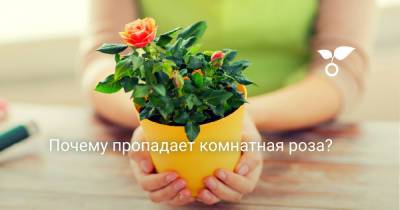 Почему пропадает комнатная роза? - botanichka.ru