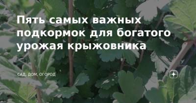 Пять самых важных подкормок для богатого урожая крыжовника - zen.yandex.ru