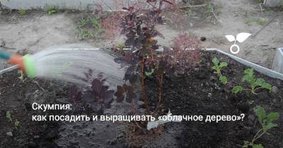 Скумпия: как посадить и выращивать «облачное дерево»? - botanichka.ru