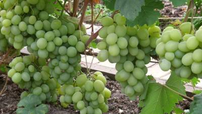 Описание сорта винограда Талисман и связанные с ним селекционные работы - sad-dacha-ogorod.com - г. Виноград