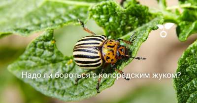 Надо ли бороться с колорадским жуком? - botanichka.ru - Сша - Мексика - Польша