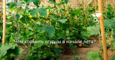 Чем кормить огурцы в начале лета? - botanichka.ru