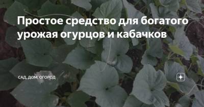 Простое средство для богатого урожая огурцов и кабачков - zen.yandex.ru
