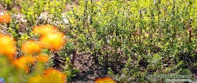 Чайные клумбы – какие чайные растения высадить? - vsaduidoma