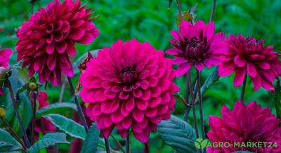 Что цветет в августе: 10 красивых растений - agro-market24.ru