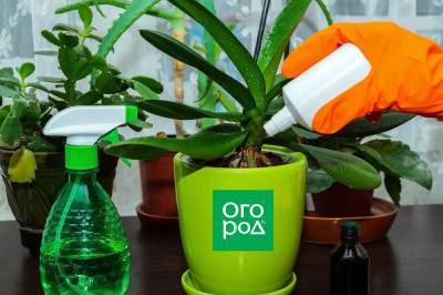 Подкормки для орхидей: чем, когда и сколько - ogorod.ru