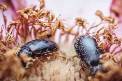 Малинный жук и его личинки: что надо о нем знать - sotki.ru
