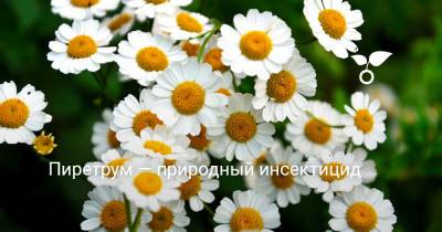 Пиретрум — природный инсектицид - botanichka.ru